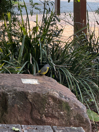 Eastern Yellow Robin