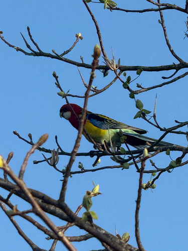 Eastern Rosella