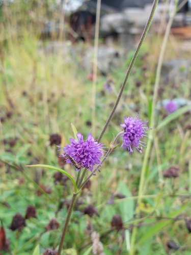 Devil's-bit Scabious