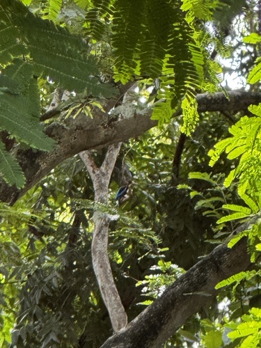 White-throated Kingfisher