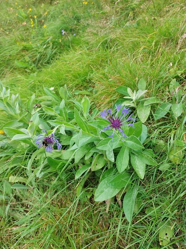Perennial Cornflower