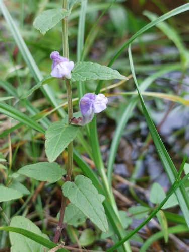 Marsh Skullcap