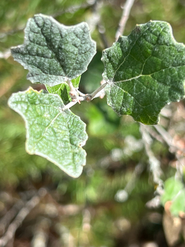 white poplar