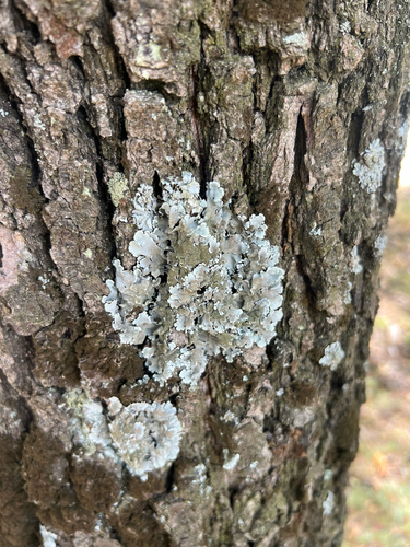 Linden shield lichen