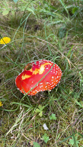 Fly Agaric