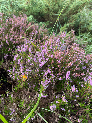 common heather