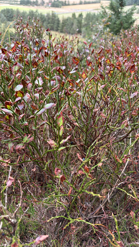 common bilberry