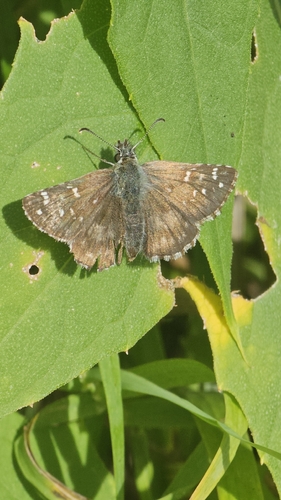 Large Grizzled Skipper