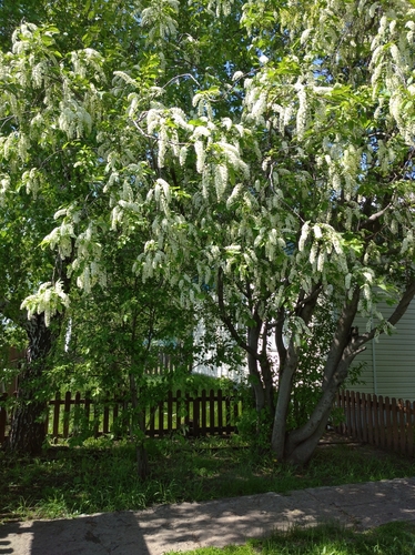 Paprastoji ieva nuotrauka