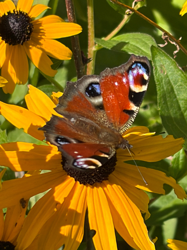 European Peacock Butterfly