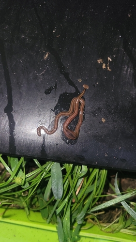 Shovel-headed Garden Worm