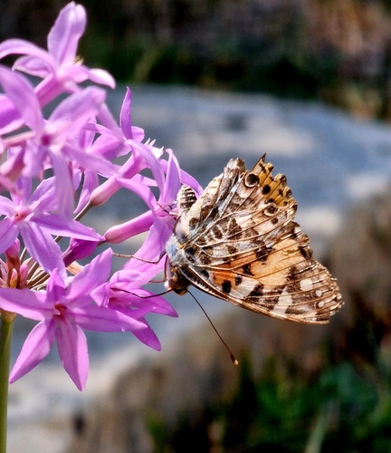 Painted Lady