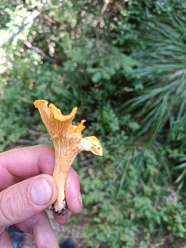 Golden Chanterelle