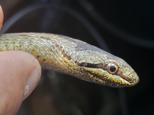 Smooth Snake
