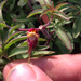 Linaria pinifolia - Photo (c) pedro2aeiou, todos los derechos reservados