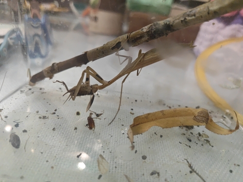 Asian Jumping Mantis