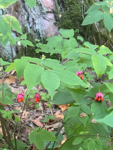 Warty-barked Spindle