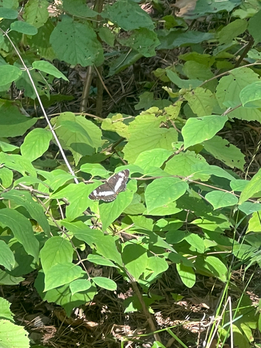 Eurasian White Admiral
