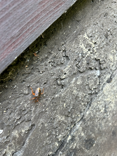 Forest Bug