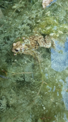 European Toad