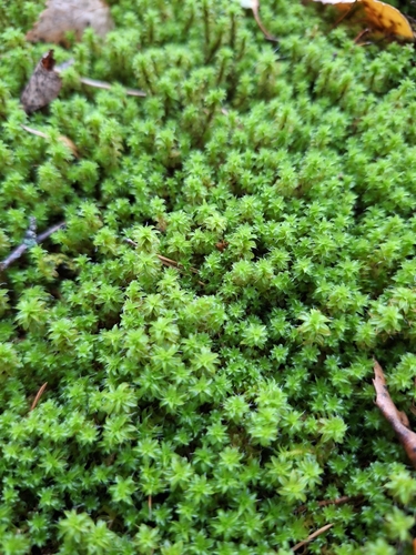 Star Moss