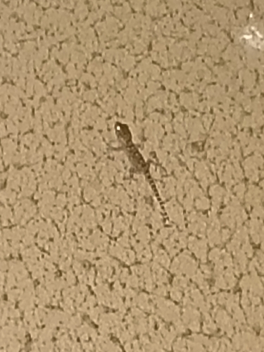 Moorish Gecko