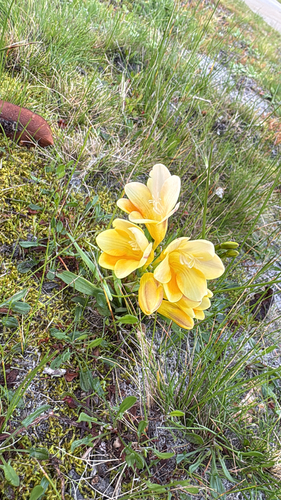 Dune Kammetjie
