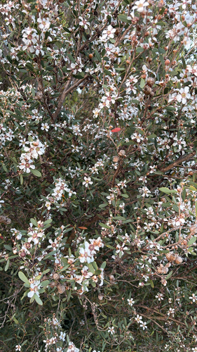 Coast Teatree