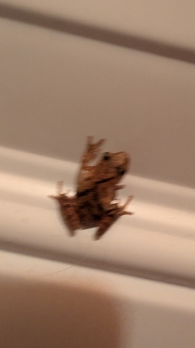 Spring Peeper