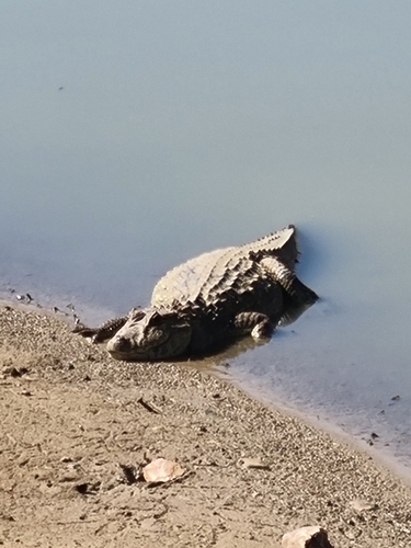 Broad-snouted Caiman