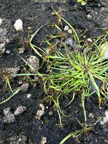 Brown Flatsedge