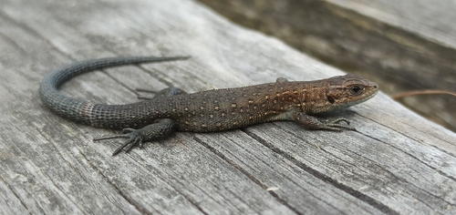 Viviparous Lizard