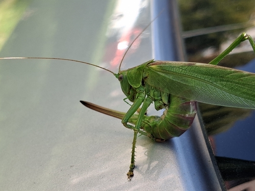 Great Green Bush-cricket