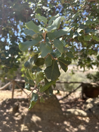carob tree