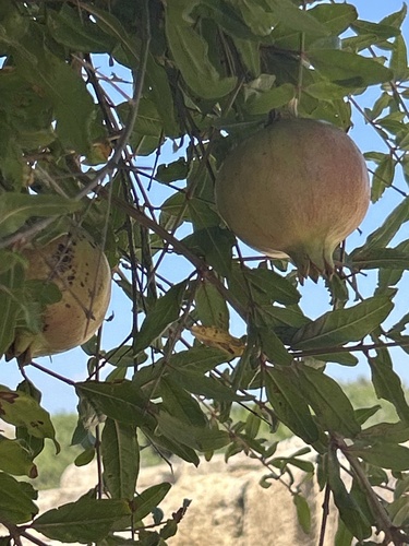 pomegranate