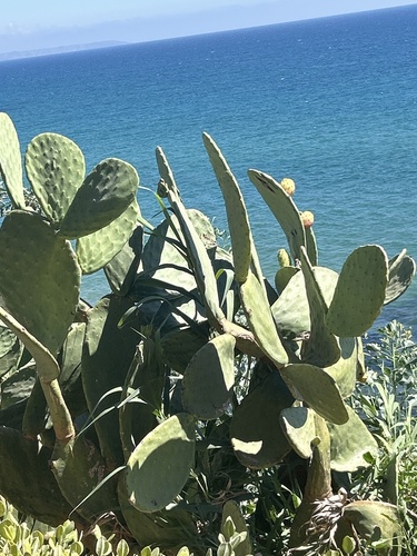Indian fig opuntia