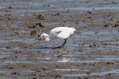Chinese Egret