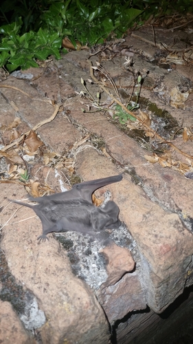 European Free-tailed Bat