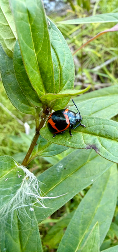 Swamp Milkweed Leaf Beetle
