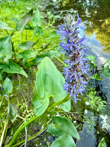 pickerelweed