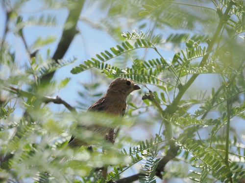Varied Bunting
