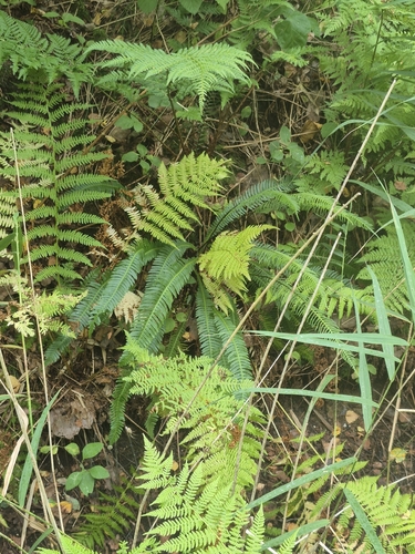 deer fern