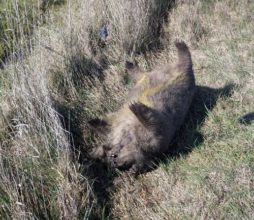 Tasmanian Wombat