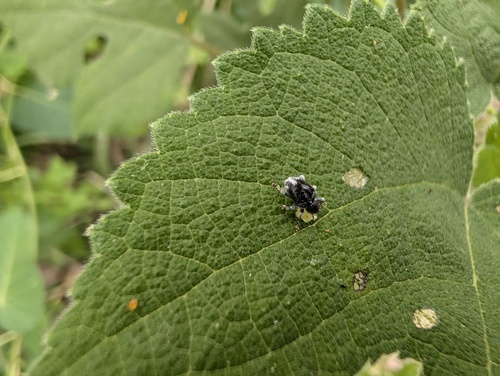Demimaea fascicularis