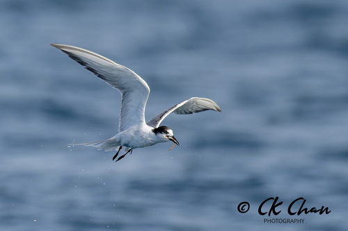 Common Tern