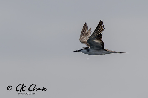 Bridled Tern
