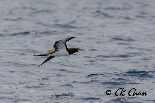 Brown Booby