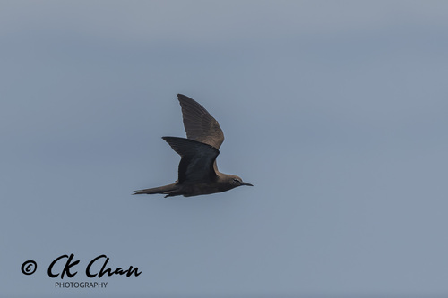 Brown Noddy
