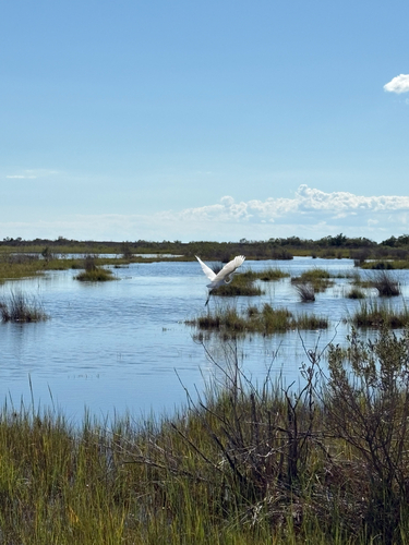 Great Egret
