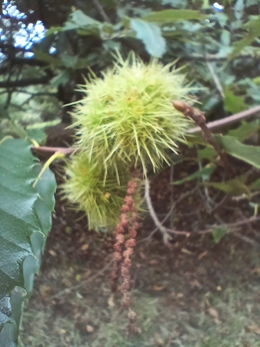 Sweet Chestnut